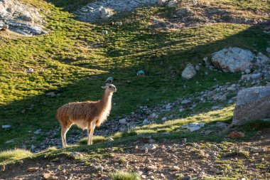 Dağlarda vahşi bir lama, bir Fransız Pirenesi