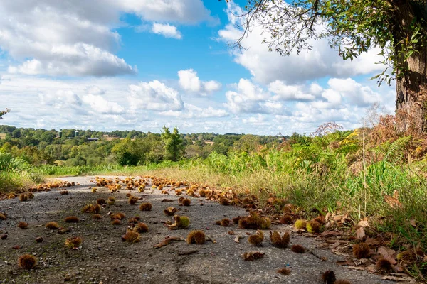 Castañas Tiradas Suelo Otoño — Foto de Stock