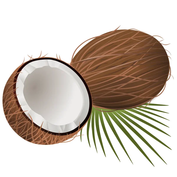 Kokosové Ořechy Ilustrace Vektor Bílém Pozadí — Stockový vektor