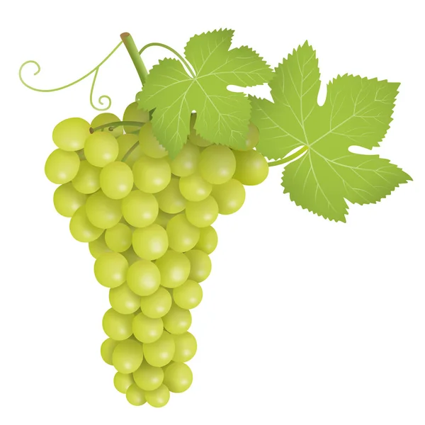 Green Bunch Grapes Green Grapes Cluster Illustration Vector — Stock Vector