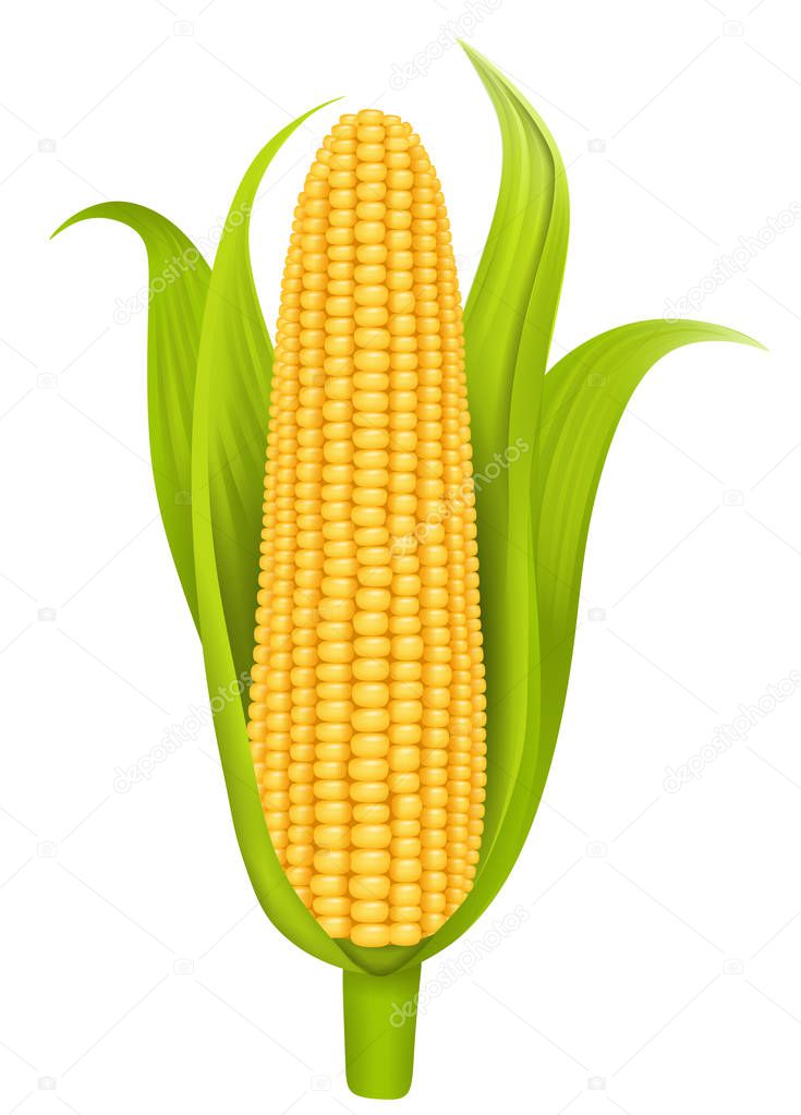 isolated corn cob illustration vector