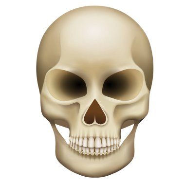 izole kafatası illüstrasyon vektörü