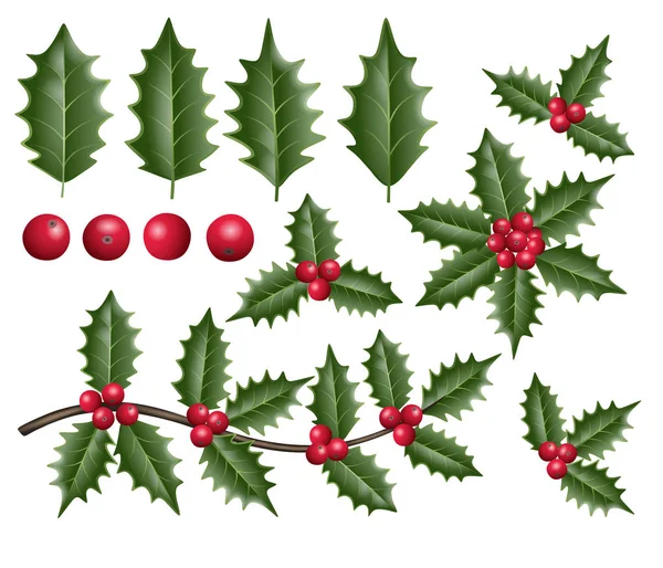 Natal Folhas Azevinho Bagas Ramos Ilustração —  Vetores de Stock