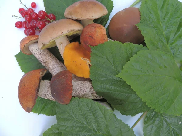 mushrooms decorated with crimson foliage on a light background.