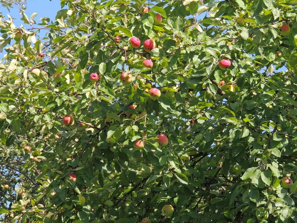 red ripe apples on the tree.distant background in focus.