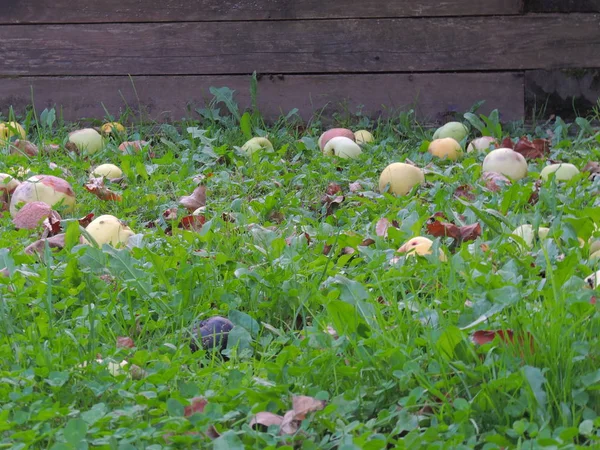 apples in the grass against a wooden frame.