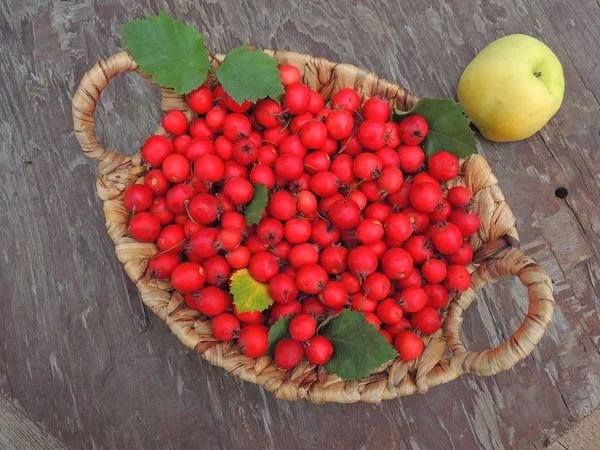 hawthorn berries in the basket.red berries with apples.