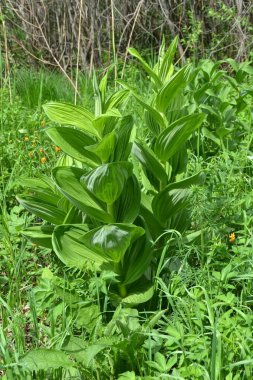 Veratrum zehirli çok yıllık bir bitkidir. Sibirya bataklığında bitkiler