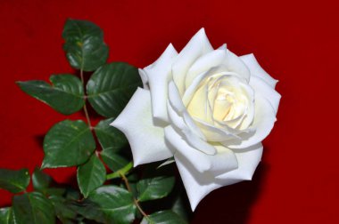 Bordo arka planda beyaz gül