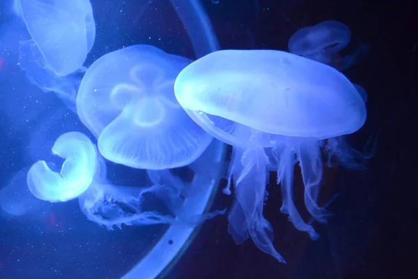 Akvaryumda denizanası kümesi, deniz yaşamı