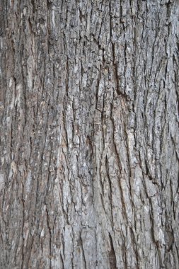 Ağaç kabuğu, doğal arka plan