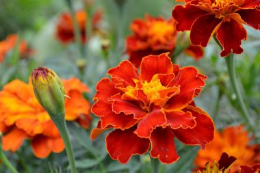 Marigolds (Tagetes) - Aster veya Asteraceae ailesinin yıllık ve çok yıllık bitkilerin cinsi
