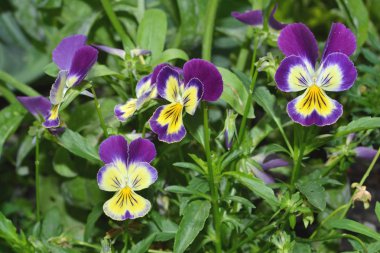 Viyola üç renkli, ya da Pansy otsu bir bitkidir