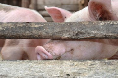 Rusya-2017: Rus köy çiftliği, domuz çit direkleri ile yüzünü sıkışmış