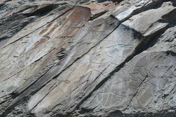 Russia Kemerovo 2018 Pinturas Rupestres Petroglifos Uma Manada Alces Humanos — Fotografia de Stock