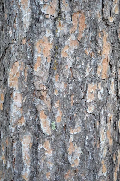 Träd Bark Furu Natur Bakgrund — Stockfoto