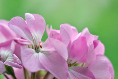 Pelargonyum-uzun ömürlü bitkiler veya yarı çalılık bitkiler