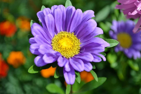 Astra (Aster) - decorative plant with beautiful inflorescences-baskets. Green flower background