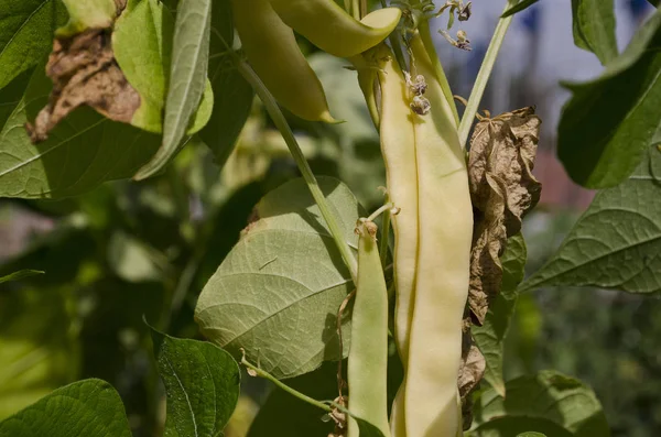 Gelbe Bohne Wächst Sommer Auf Gemüsebeeten — Stockfoto