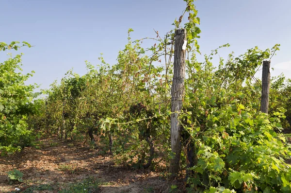 Período Cosecha Viñedo Bulgaria — Foto de Stock