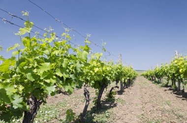 Bulgaristan 'ın üzüm bağındaki sıra peyzajı