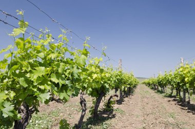 Bulgaristan 'ın üzüm bağındaki sıra peyzajı