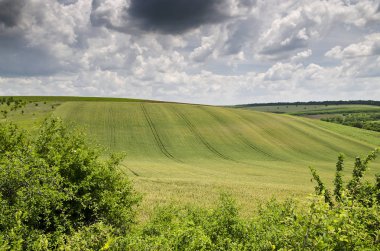 Dramatik mavi gökyüzü, çayır ve Belitsa köyü yakınlarında bir ağaç