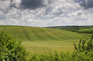 Dramatik mavi gökyüzü, çayır ve Belitsa köyü yakınlarında bir ağaç