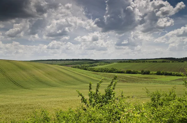 Drammatico Cielo Blu Prato Albero Vicino Villaggio Belitsa — Foto Stock