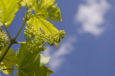 Yazın kuzey tarlalarında biyo-üzüm yetiştiriyor.