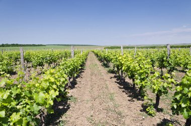 Bulgaristan 'ın üzüm bağındaki sıra peyzajı