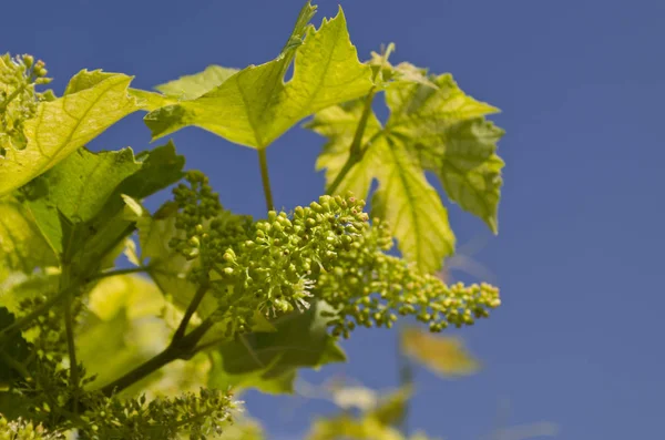 Cultivando Uvas Biológicas Nos Campos Norte Verão — Fotografia de Stock