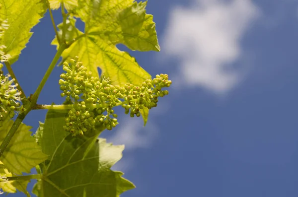 Cultivando Uvas Biológicas Nos Campos Norte Verão — Fotografia de Stock