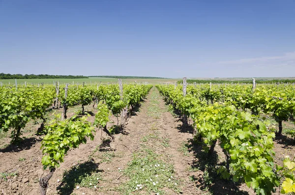 Paesaggio Filari Nel Vigneto Bulgaria — Foto Stock