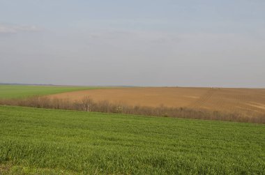 Bahar sonunda üzerinde gökyüzü mavi