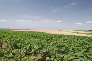 Ayçiçeği mavi gökyüzü yaz başında at üzerinde