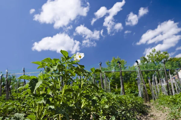 Cultivando Batatas Biológicas Norte Bulgária Verão — Fotografia de Stock