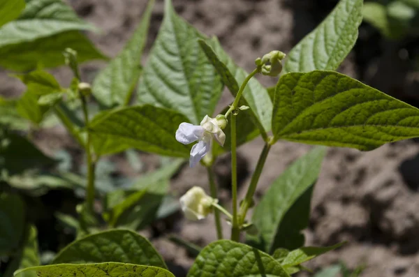 Jonge Stengels Van Een String Bean Tuin — Stockfoto