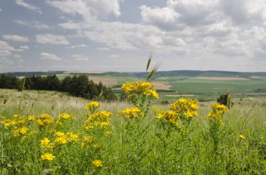 Yeşil alanlar - Bulgaristan 'ın kuzeyinde güzel kırsal alanlar