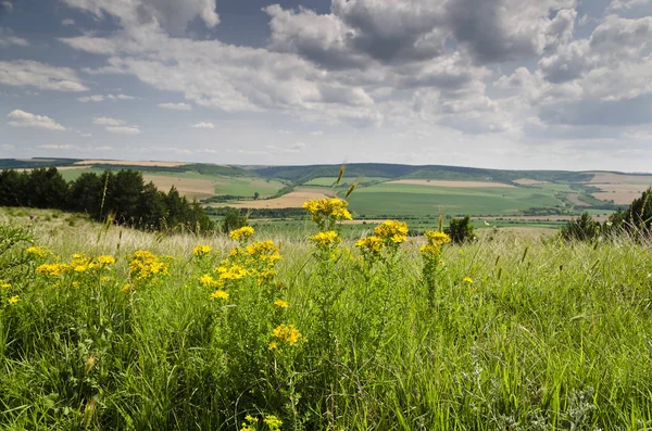 Zelená Pole Krásná Venkovská Krajina Severním Bulharsku — Stock fotografie