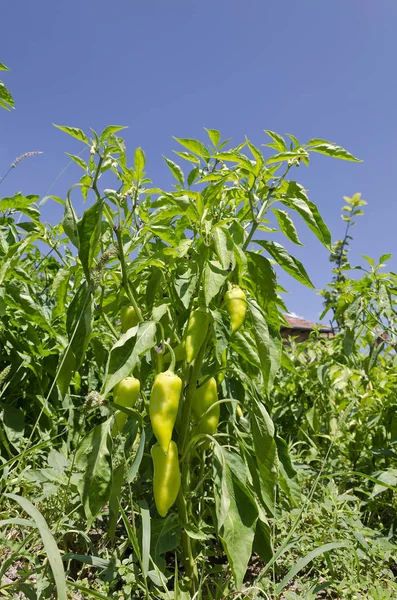 Groene Paprika Groeien Tuin — Stockfoto