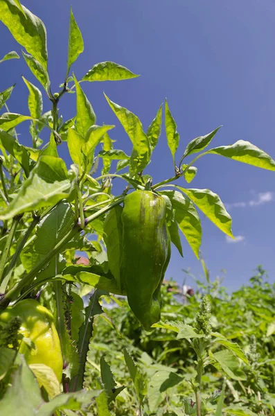 Zelená Paprika Pěstování Zahradě — Stock fotografie