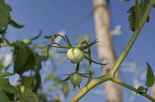 Gröna Tomater Växer Grenar Trädgården — Stockfoto