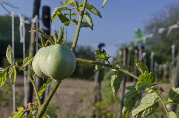 Groene Tomaten Groeien Takken Tuin — Stockfoto