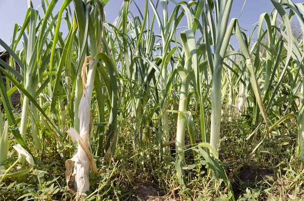 Lauch Wächst Sommer Norden Bulgariens — Stockfoto