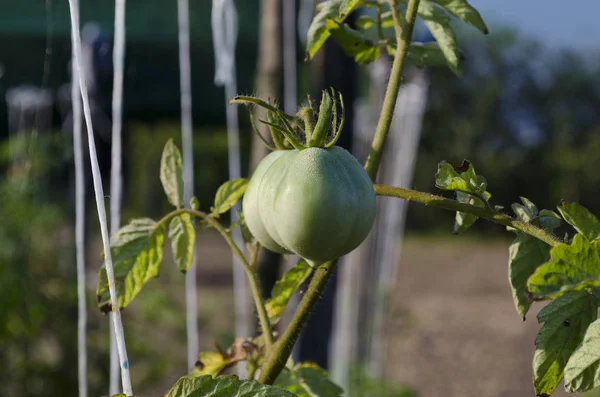 Gröna Tomater Växer Grenar Trädgården — Stockfoto