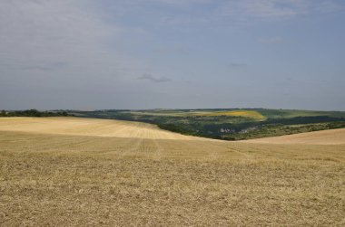 Kuzey Bulgaristan 'daki tarlalarda hasat zamanı