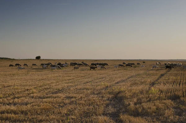 Manada Cabras Campo Oro Otoño —  Fotos de Stock