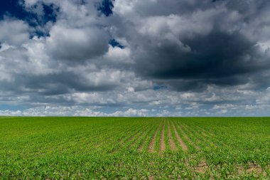 Bulgaristan 'ın doğusunda yazın yeşil mısır tarlası