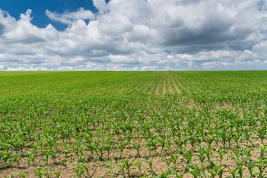 Bulgaristan 'ın doğusunda yazın yeşil mısır tarlası